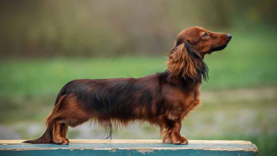 Dachshund (Miniature Long Haired)